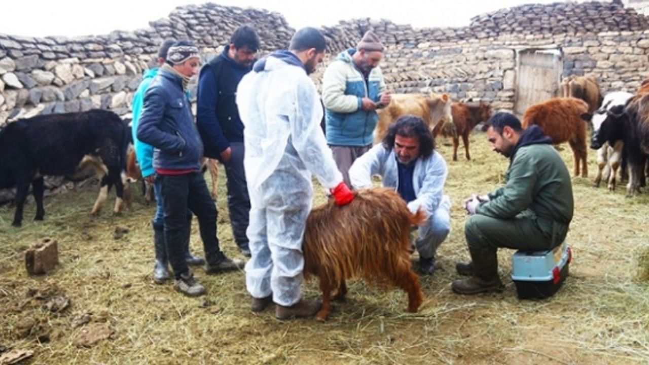 Yaralı hayvanlar için seferber oldular