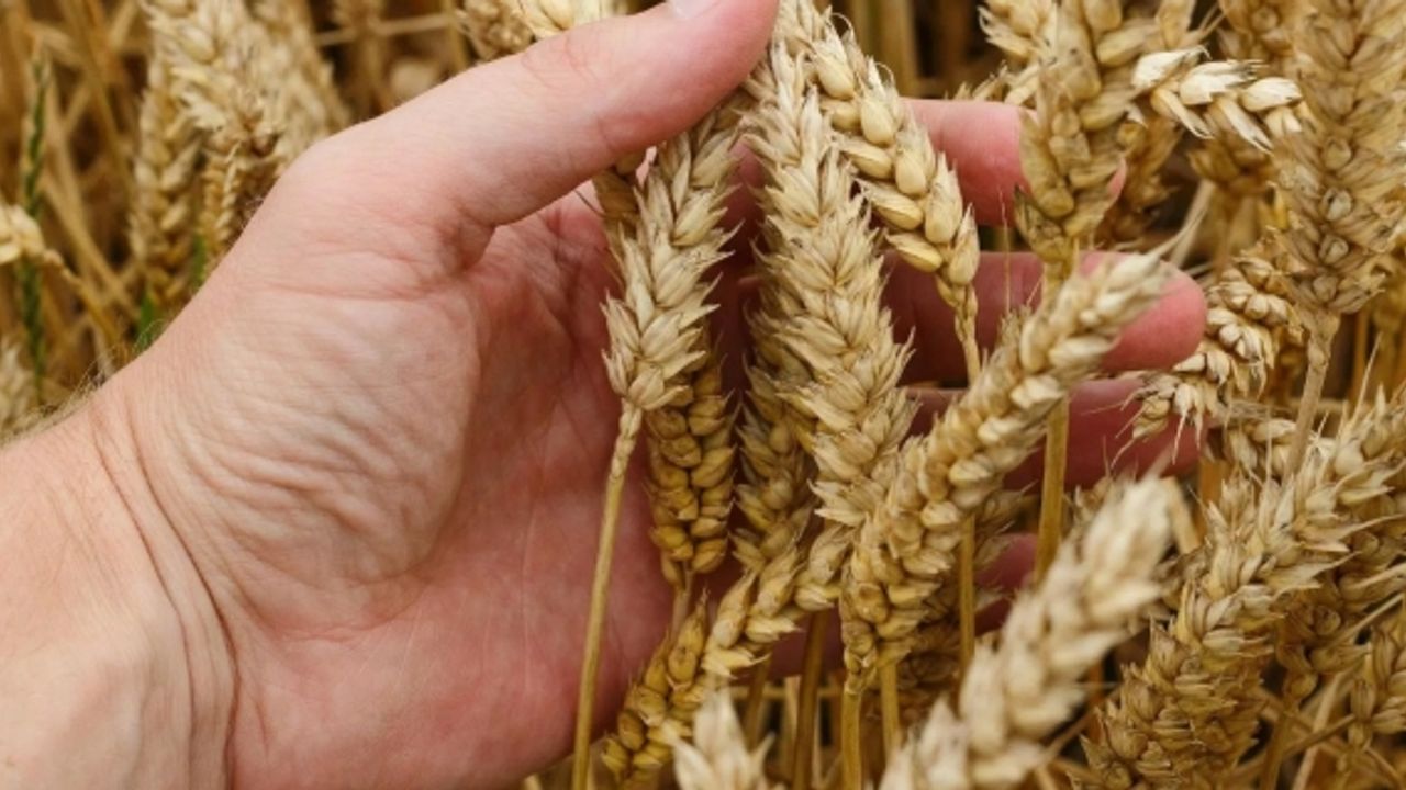 Tarihte ilk: Hindistan’dan 50  bin tonluk buğday ithal etti