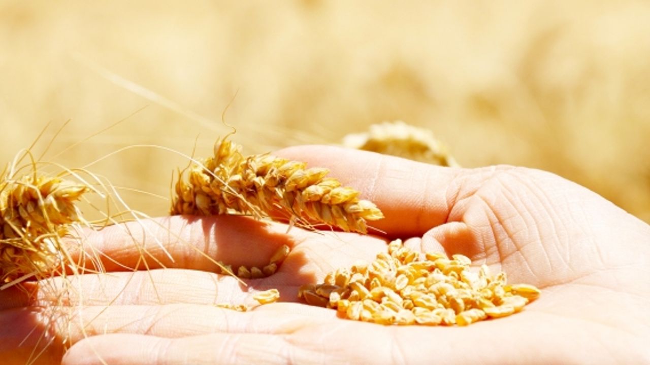 Çiftçilere buğday ve arpa desteği