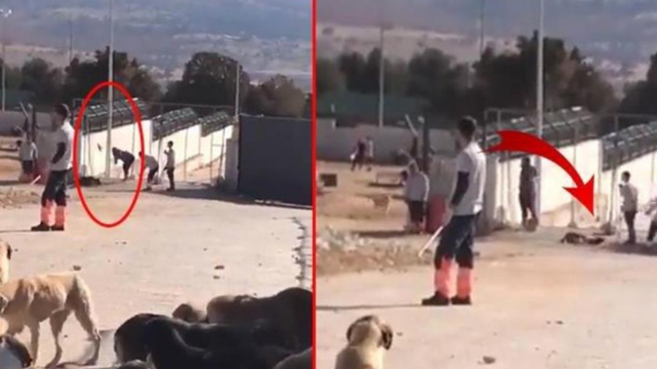 Konya'da köpeğe kürekle işkence eden 2 kişi, tahliye edildi