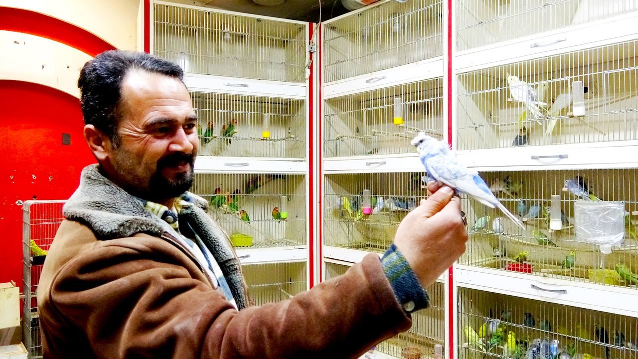 ‘Deprem kuşu’ diye almaya başladılar:  Ötücü kuşlara ilgi arttı
