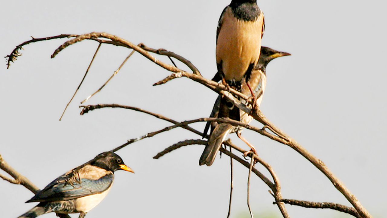 Ala sığırcık kuşları, biyolojik  mücadelede kullanılabilir