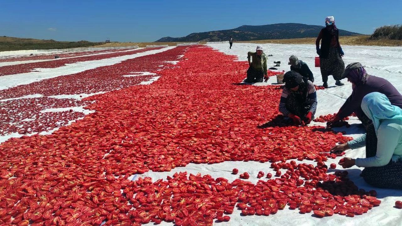 Yozgat’ta kurutulmak için serilen domatesler tarlaları kırmızıya bürüdü