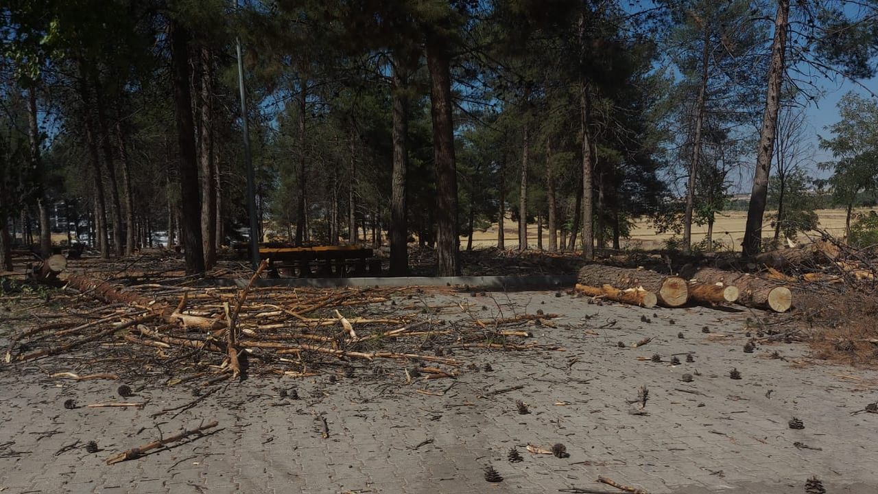 Dicle Üniversitesi’nde "hastalıklı ağaçlar" kesildi