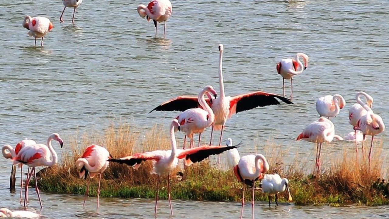 Hersek Lagünü’nde flamingoların görsel şöleni