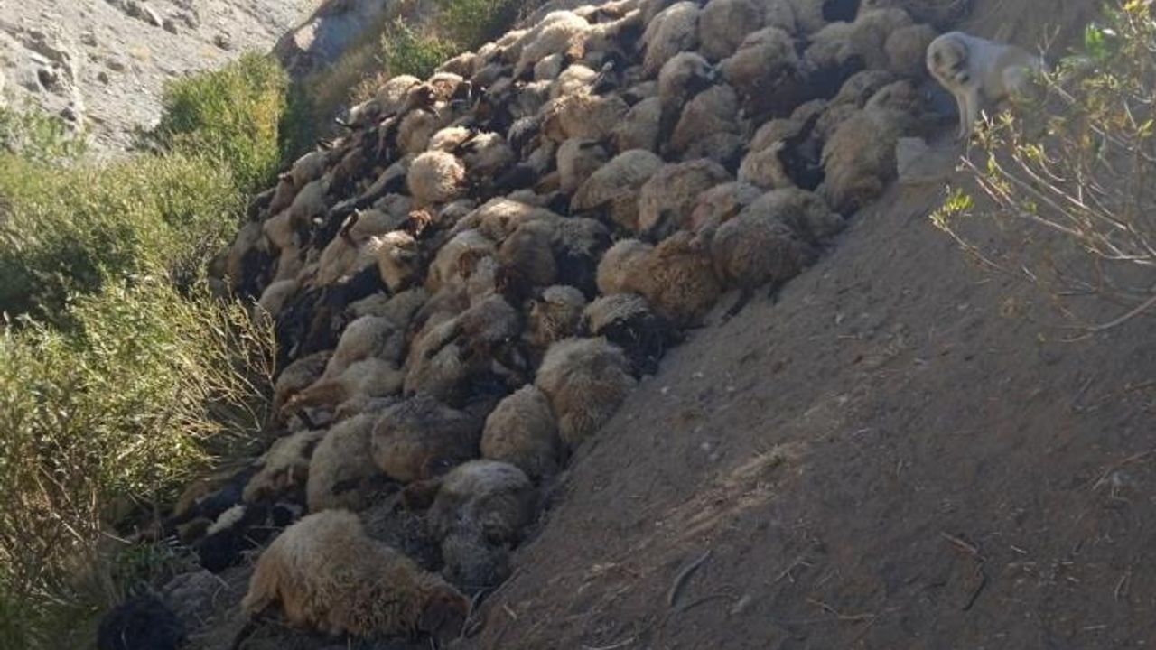 Kurtların saldırdığı 300 koyun telef oldu