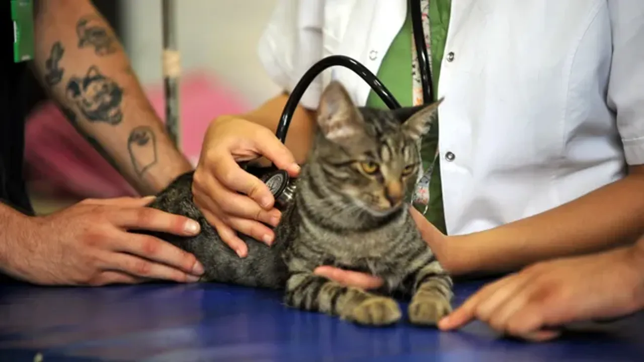 Bursa'da solunum sıkıntısı yaşayan kedi hastaneye gitti