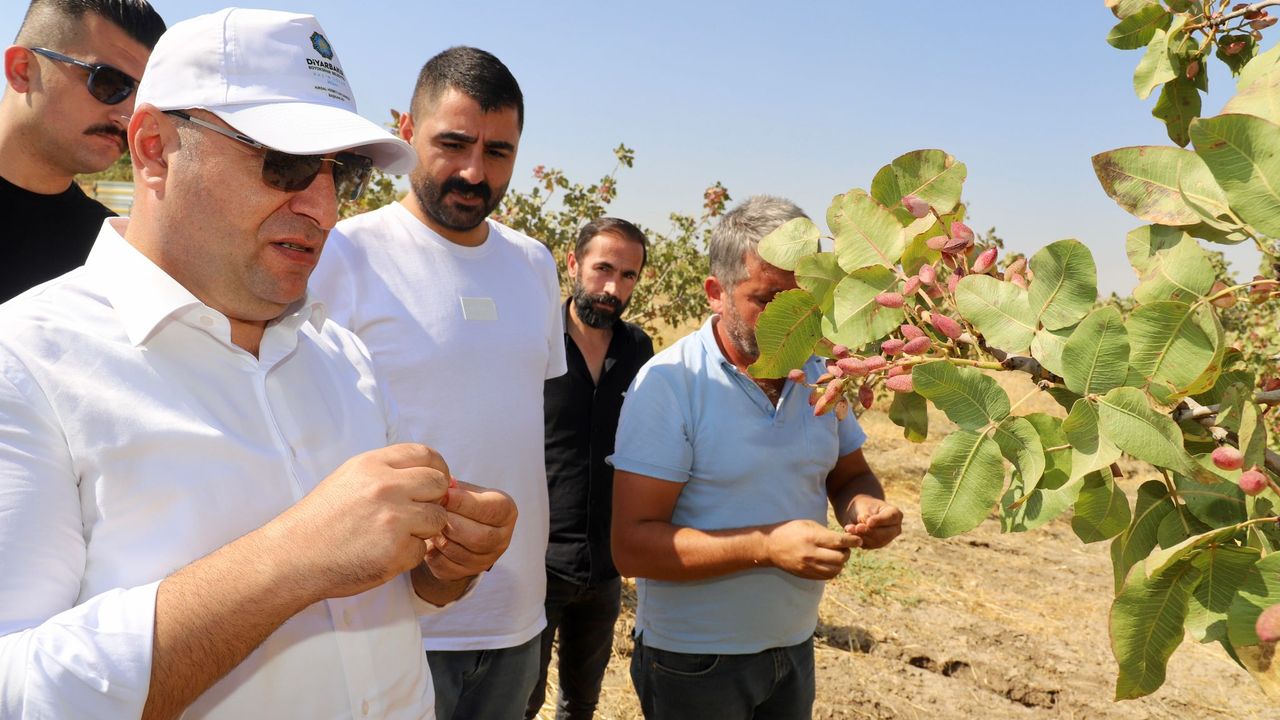 Diyarbakır'da fıstık hasadı başladı