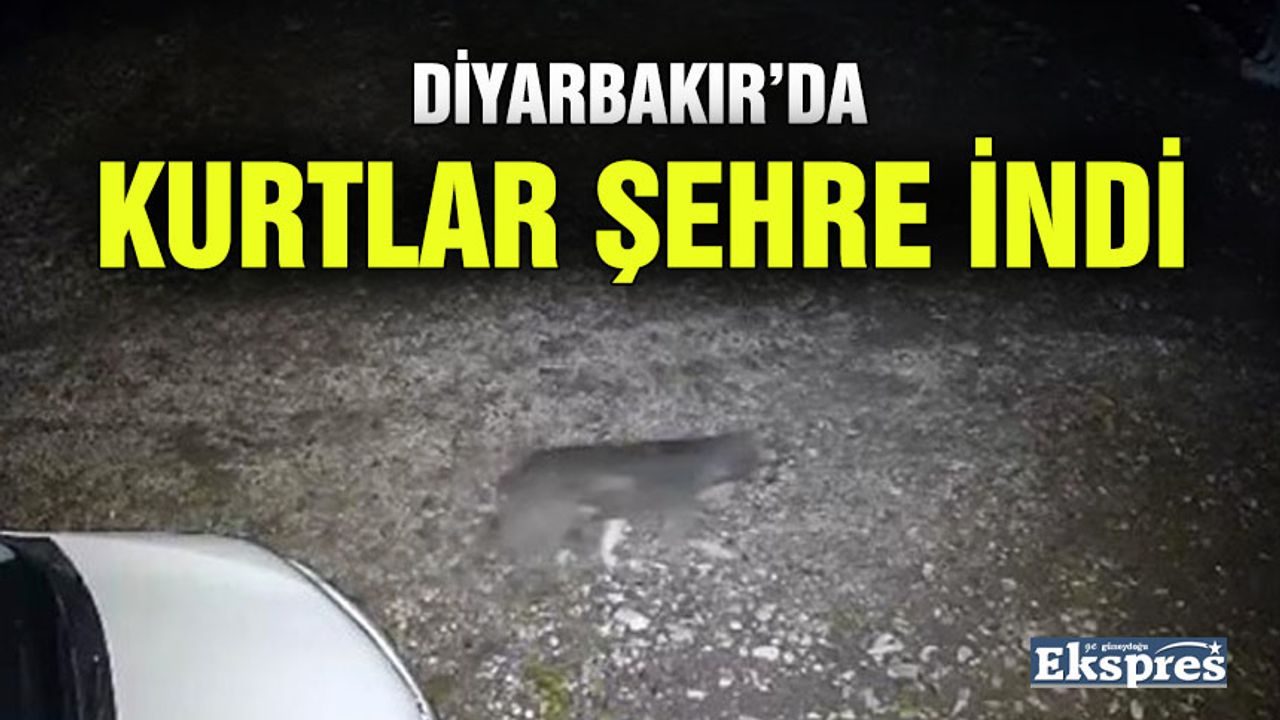 Diyarbakır’da kurtlar şehre indi