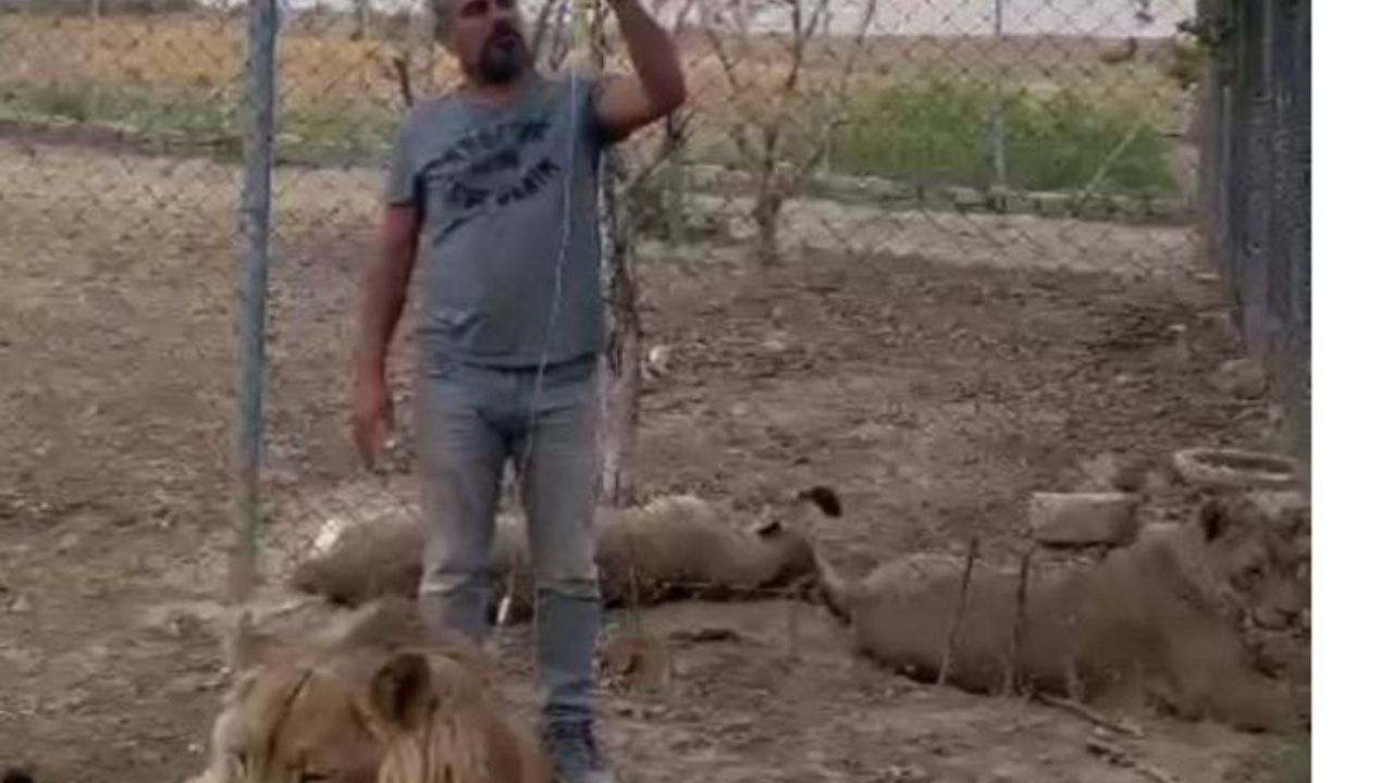 Yaralı aslan, Diyarbakırlının elinden şifa buldu