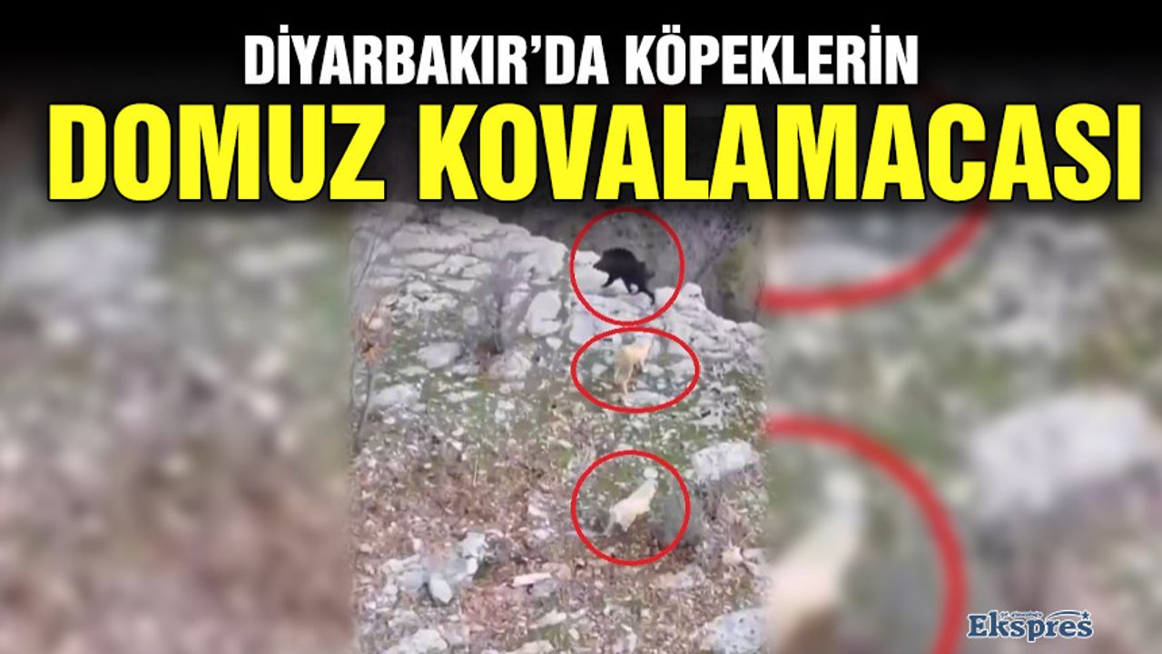 Diyarbakır’da köpeklerin domuz kovalamacası