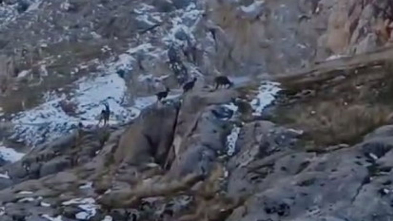 Koruma altındaki dağ keçileri Elazığ’da görüntülendi