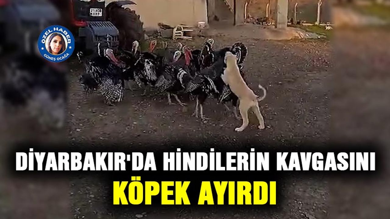 Diyarbakır'da hindilerin kavgasını  köpek ayırdı