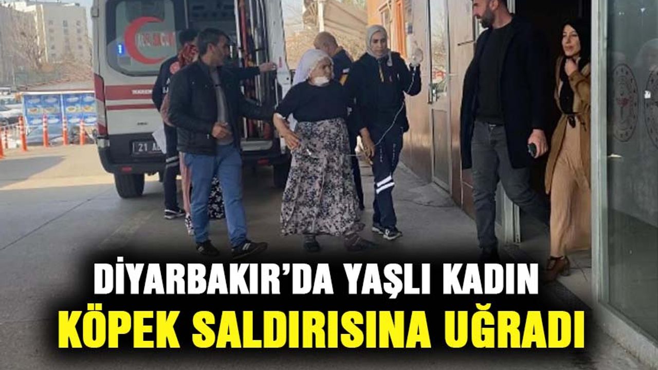 Diyarbakır’da yaşlı kadın köpek saldırısına uğradı