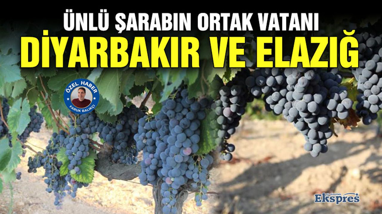 Ünlü şarabın ortak vatanı Diyarbakır ve Elazığ