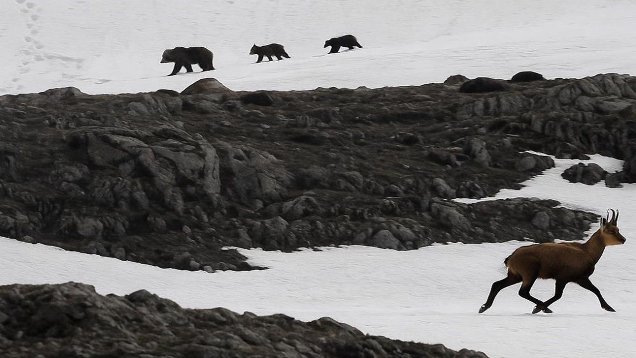 Munzur Dağı’nda boz ayıdan kaçan dağ keçileri görüntülendi