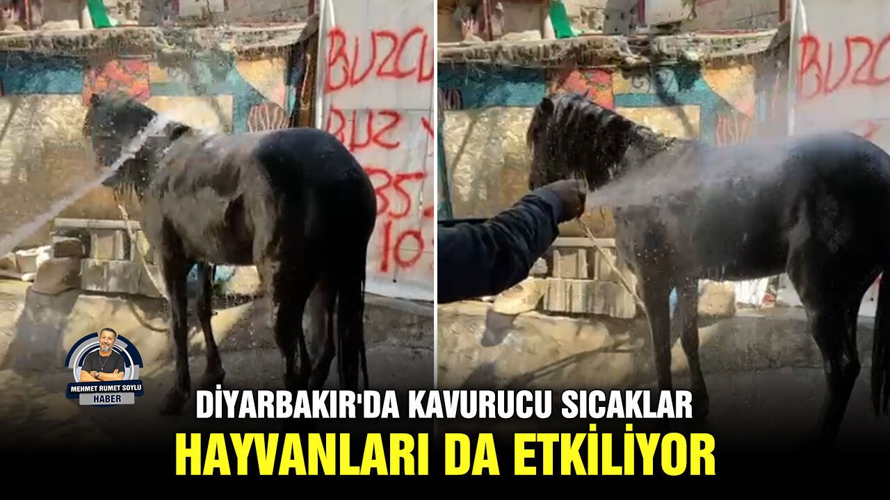Diyarbakır'da kavurucu sıcaklar hayvanları da etkiliyor