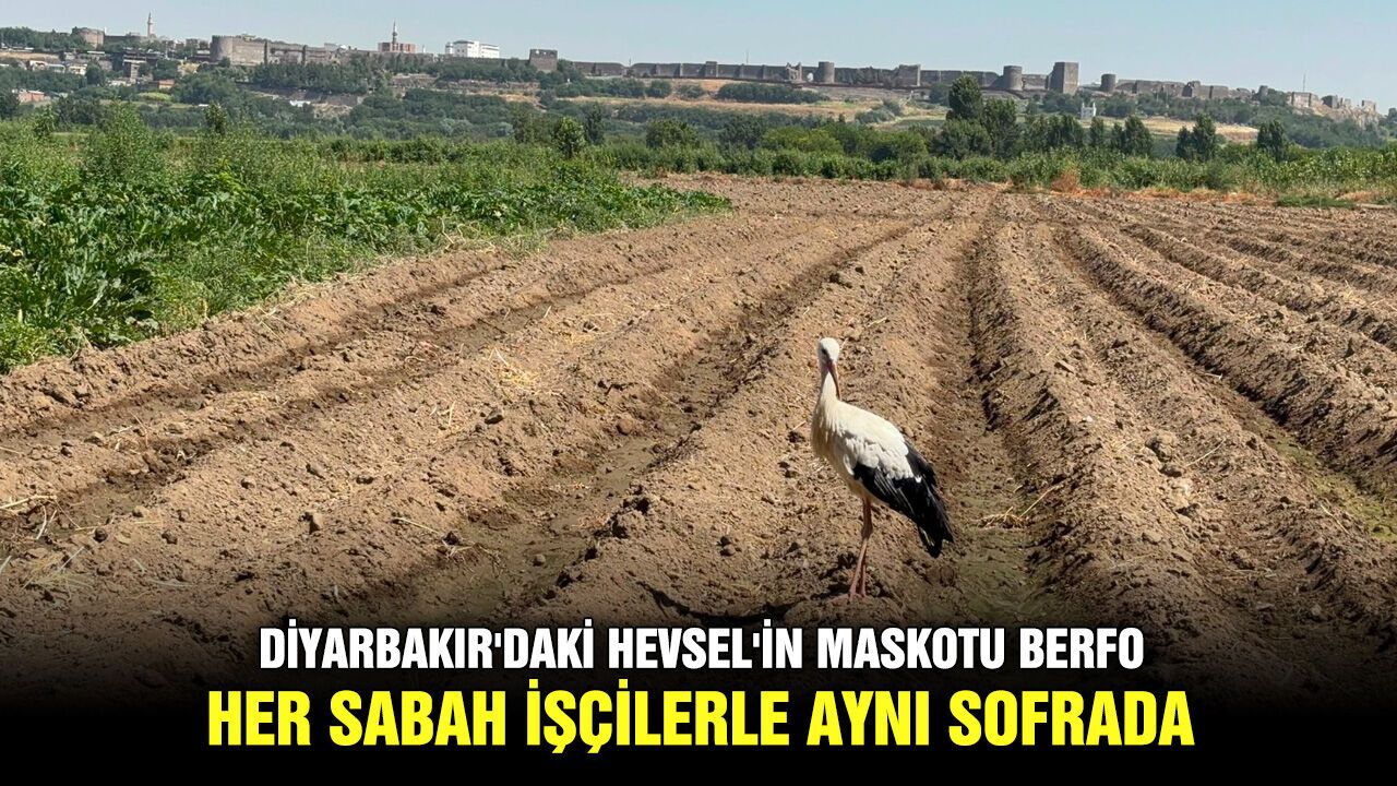 Diyarbakır'daki Hevsel'in maskotu Berfo; Her sabah işçilerle aynı sofrada