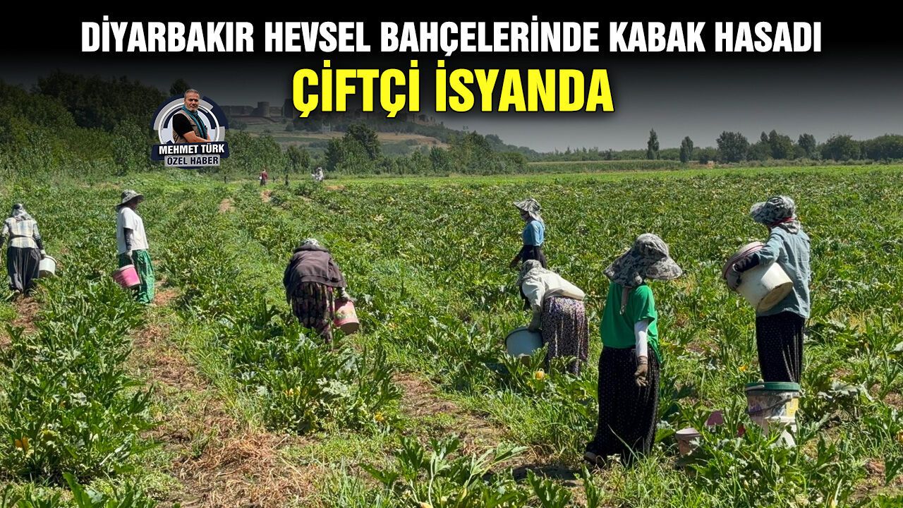 Diyarbakır Hevsel Bahçelerinde kabak hasadı: Çiftçi isyanda