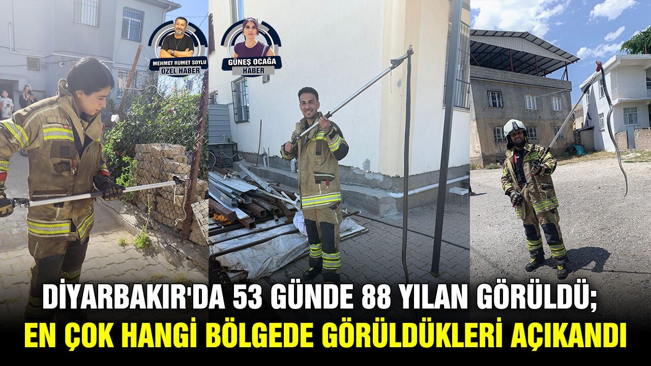 Diyarbakır'da 53 günde 88 yılan görüldü; En çok hangi bölgede görüldükleri açıklandı