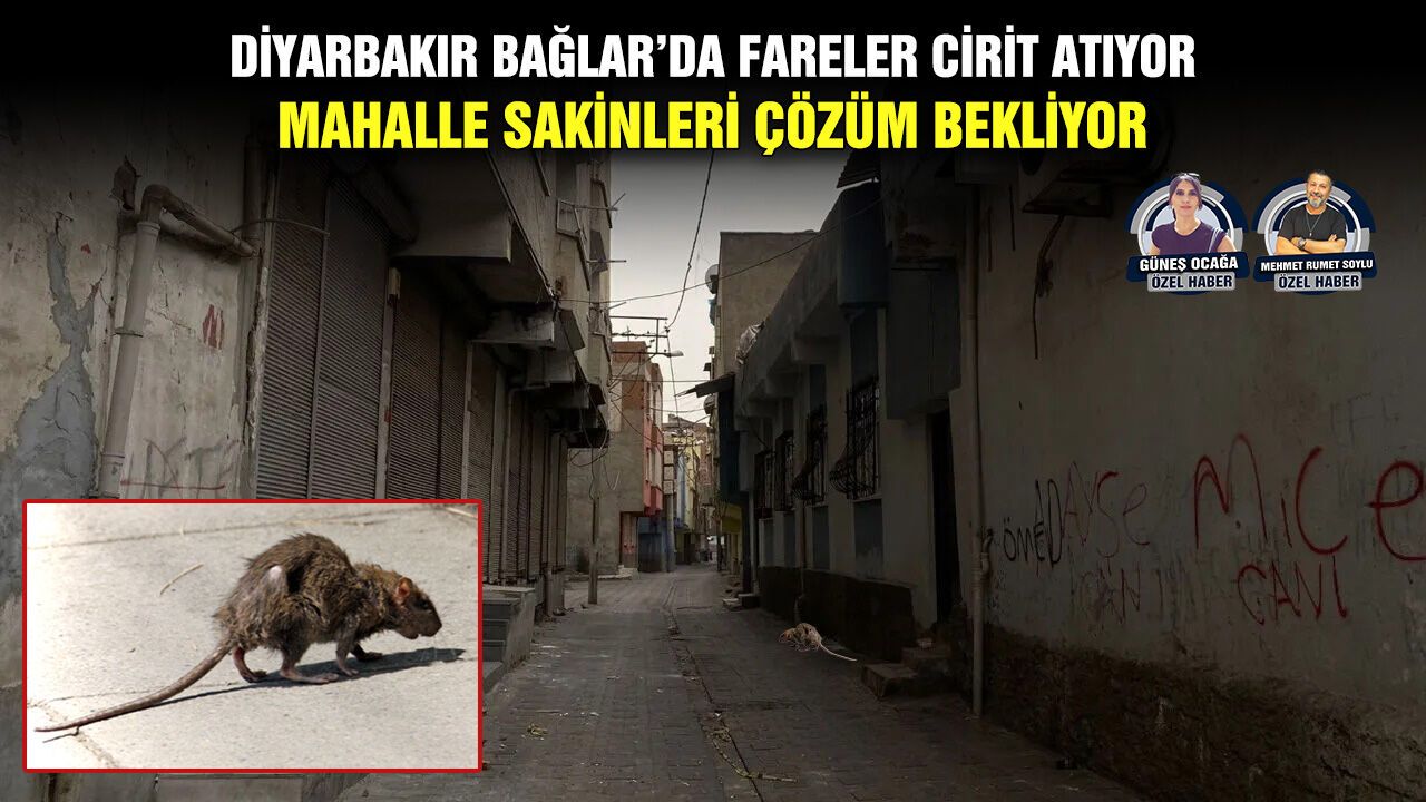 Diyarbakır Bağlar’da fareler cirit atıyor: Mahalle sakinleri çözüm bekliyor