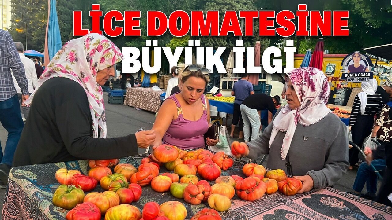 Lice domatesine büyük ilgi