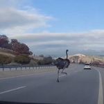 Deve kuşu otobanda otomobillerle yarıştı