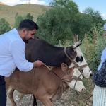 İneği telef olan kadına 2 inek ve 2 buzağı desteği