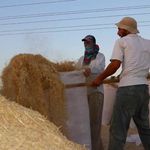 Diyarbakır’da çileli saman ticareti!