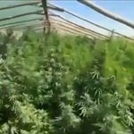 Diyarbakır'da 5 bin 400 kök Hint keneviri ele geçirildi