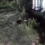 Dicle Nehri'nde su samuru görüntülendi