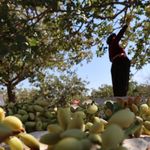 Batıya mevsimlik göçün önünü alacak proje Diyarbakır’da