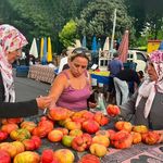 Lice domatesine büyük ilgi