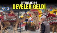DİYARBAKIR'A DEVELER GELDİ