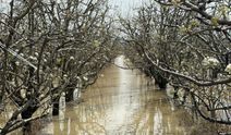 Yüzlerce dönüm şeftali ve armut bahçesi su altında kaldı