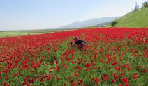 Gelincikler ovayı kırmızıya boyadı