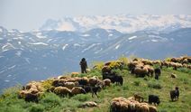 Faraşin Yaylasında kartpostalık görüntüler