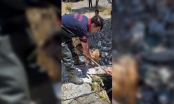 Kuyuya düşen keçiyi itfaiye ekipleri kurtardı