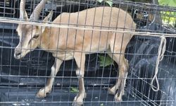 VİDEO- Yaralı dağ keçisi tedavi edildikten sonra doğal yaşam alanına bırakıldı