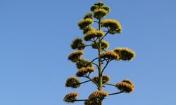 100 yıllık ömründe bir kez çiçek açan Agave kaktüsü Aliağa’da da bulundu