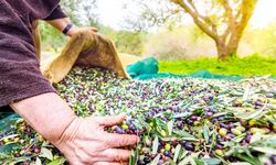 Zeytin ve zeytinyağı ihracatı, 136 milyon dolara ulaştı