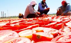 Kurutmalık domatesin hasadı başladı