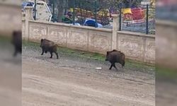 Diyarbakır’da mezarlıkta yaban domuzları görüldü