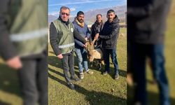 Muş'ta yırtıcı hayvan saldırısına uğrayan yaban keçisi tedavi altında alındı