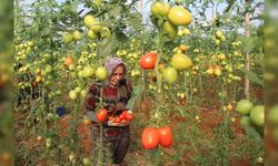 Üreticiden büyükşehirlerdeki domates fiyatına tepki