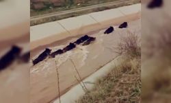 Diyarbakır’da domuzlar su kanalında görüntülendi (video)