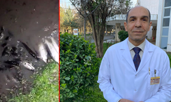 Diyarbakır’da balıklar oksijensiz kalarak boğuldu (VİDEO)