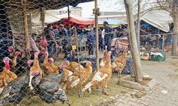 TÜİK: Tavuk eti üretimi arttı