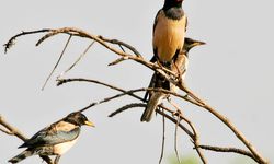 Ala sığırcık kuşları, biyolojik  mücadelede kullanılabilir