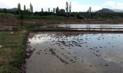 Sağanak yağış çeltik arazilerine zarar verdi